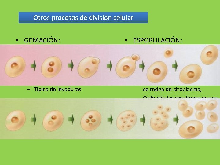 Otros procesos de división celular • GEMACIÓN: – Reparto asimétrico de citoplasma. – La