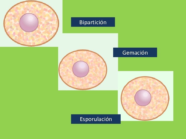 Bipartición Gemación Esporulación 