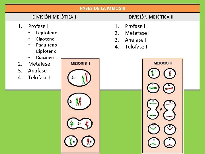 FASES DE LA MEIOSIS DIVISIÓN MEIÓTICA I 1. Profase I • • • Leptoteno