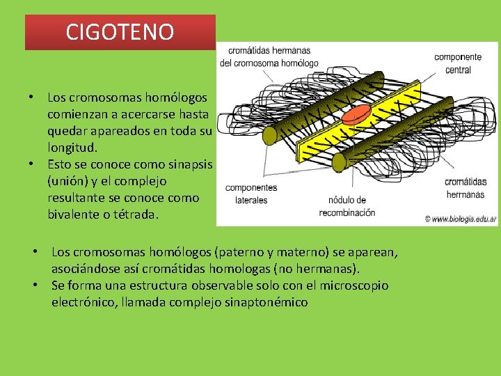 CIGOTENO • Los cromosomas homólogos comienzan a acercarse hasta quedar apareados en toda su