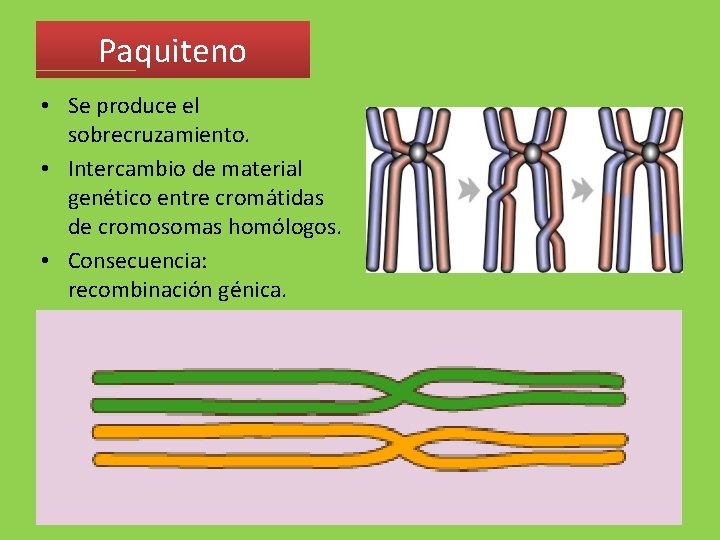 Paquiteno • Se produce el sobrecruzamiento. • Intercambio de material genético entre cromátidas de