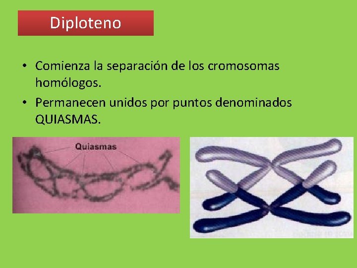 Diploteno • Comienza la separación de los cromosomas homólogos. • Permanecen unidos por puntos