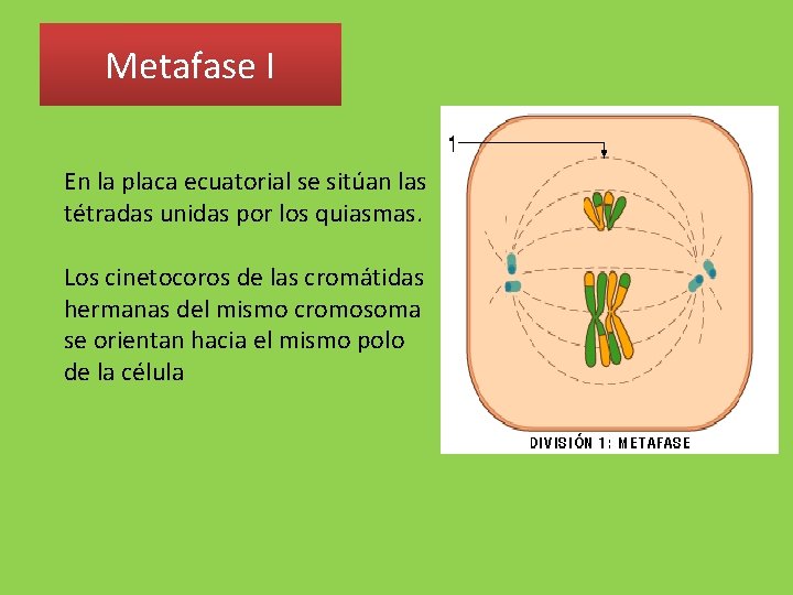 Metafase I En la placa ecuatorial se sitúan las tétradas unidas por los quiasmas.