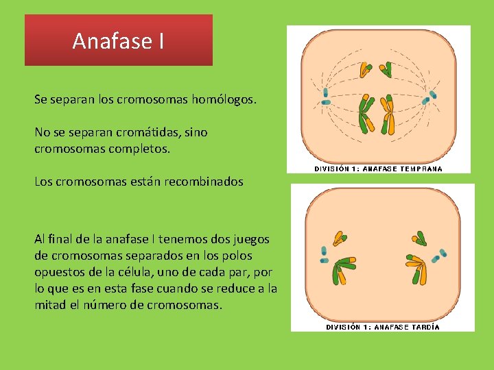 Anafase I Se separan los cromosomas homólogos. No se separan cromátidas, sino cromosomas completos.