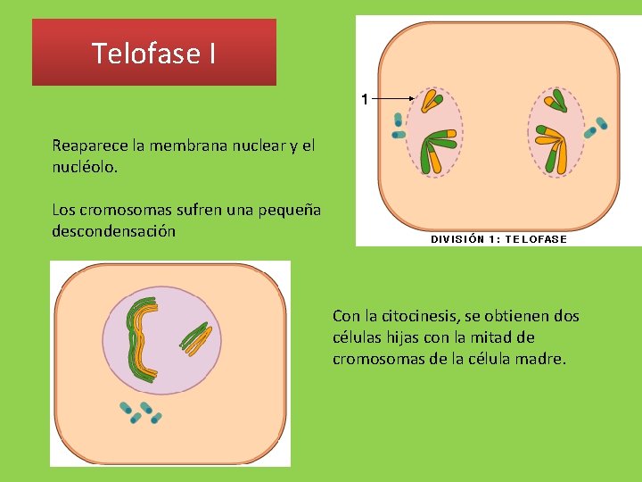 Telofase I Reaparece la membrana nuclear y el nucléolo. Los cromosomas sufren una pequeña