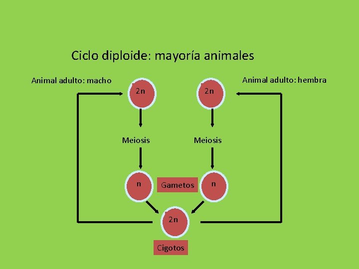 Ciclo diploide: mayoría animales Animal adulto: macho Animal adulto: hembra 2 n 2 n