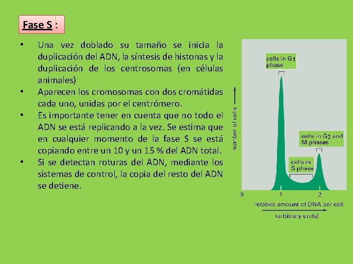 Fase S : • • Una vez doblado su tamaño se inicia la duplicación