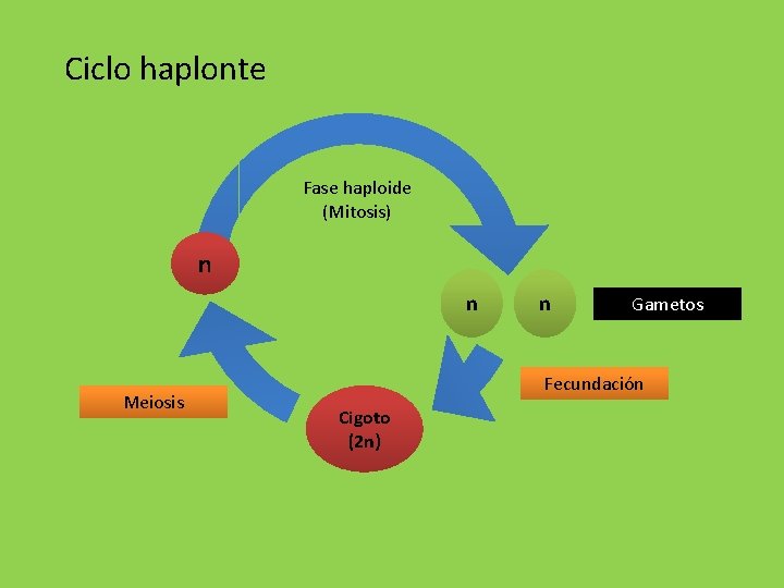 Ciclo haplonte Fase haploide (Mitosis) n n Meiosis n Gametos Fecundación Cigoto (2 n)