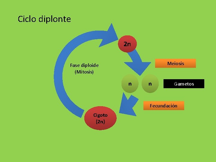 Ciclo diplonte 2 n Meiosis Fase diploide (Mitosis) n n Gametos Fecundación Cigoto (2