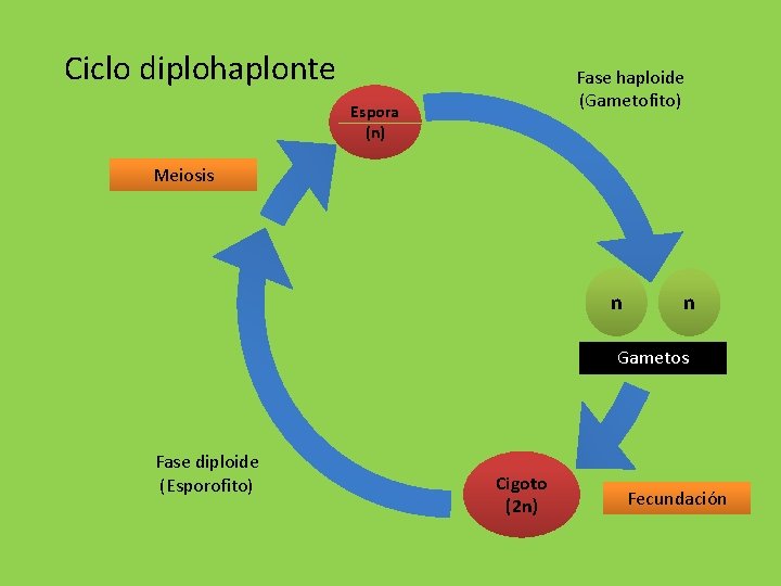 Ciclo diplohaplonte Fase haploide (Gametofito) Espora (n) Meiosis n n Gametos Fase diploide (Esporofito)