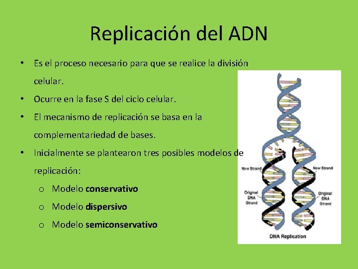 Replicación del ADN • Es el proceso necesario para que se realice la división