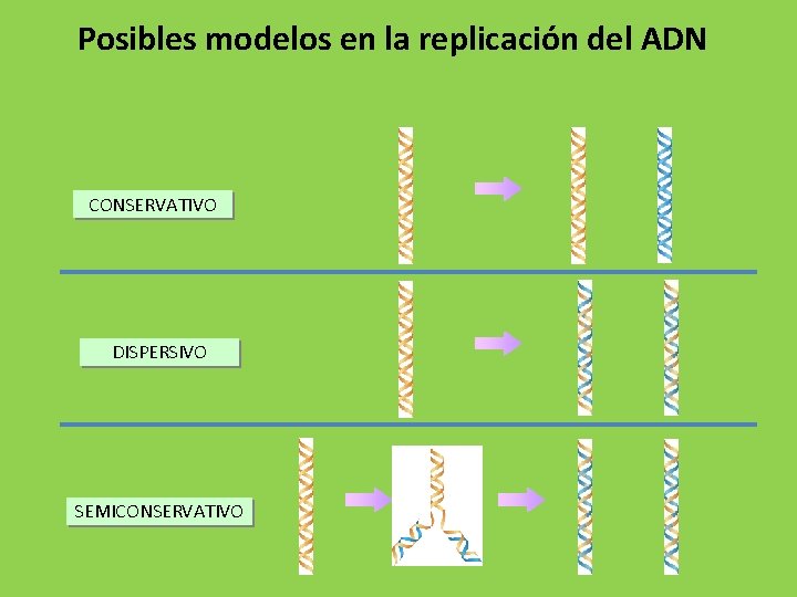 Posibles modelos en la replicación del ADN CONSERVATIVO DISPERSIVO SEMICONSERVATIVO 