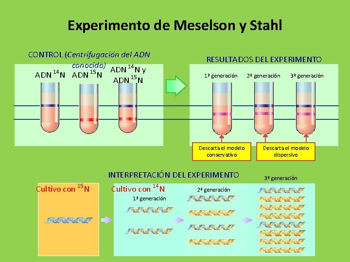 Experimento de Meselson y Stahl CONTROL (Centrifugación del ADN conocido) ADN 14 N y