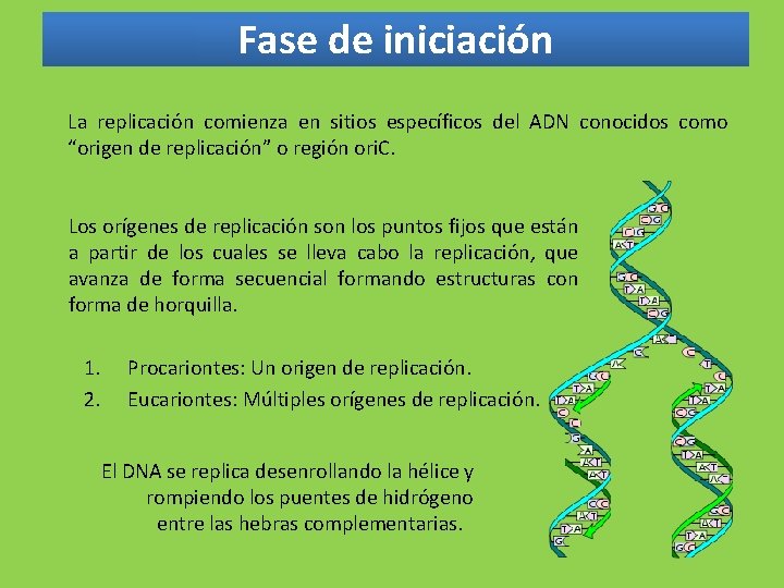 Fase de iniciación La replicación comienza en sitios específicos del ADN conocidos como “origen