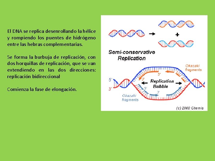 El DNA se replica desenrollando la hélice y rompiendo los puentes de hidrógeno entre