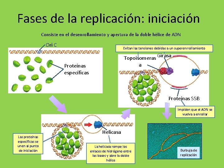 Fases de la replicación: iniciación Consiste en el desenrollamiento y apertura de la doble