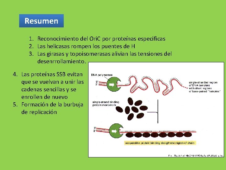 Resumen 1. Reconocimiento del Ori. C por proteínas especificas 2. Las helicasas rompen los