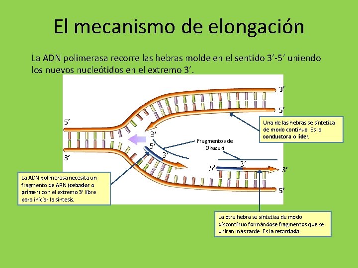 El mecanismo de elongación La ADN polimerasa recorre las hebras molde en el sentido