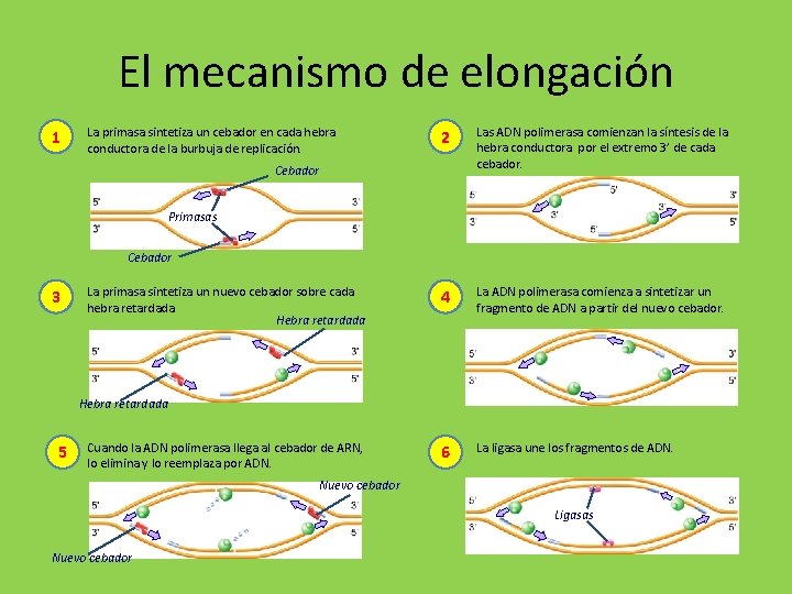 El mecanismo de elongación 1 La primasa sintetiza un cebador en cada hebra conductora