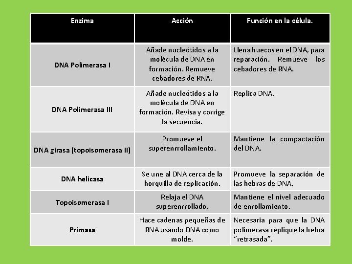 Enzima Acción Función en la célula. DNA Polimerasa I Añade nucleótidos a la molécula