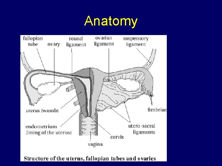 Anatomy 