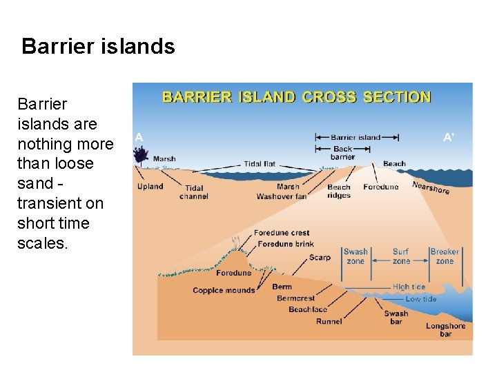 Barrier islands are nothing more than loose sand transient on short time scales. 