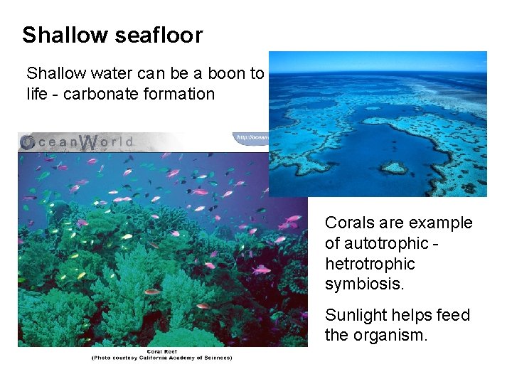 Shallow seafloor Shallow water can be a boon to life - carbonate formation Corals
