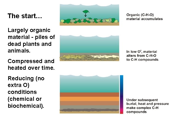 The start… Largely organic material - piles of dead plants and animals. Compressed and