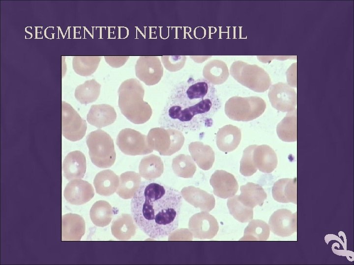 SEGMENTED NEUTROPHIL 