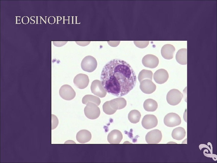 EOSINOPHIL 