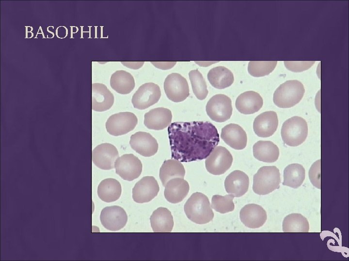 BASOPHIL 