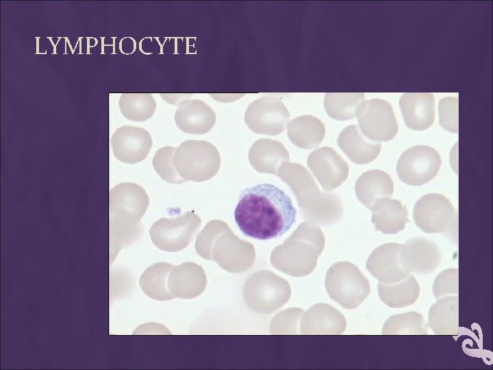 LYMPHOCYTE 