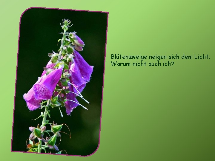Blütenzweige neigen sich dem Licht. Warum nicht auch ich? 