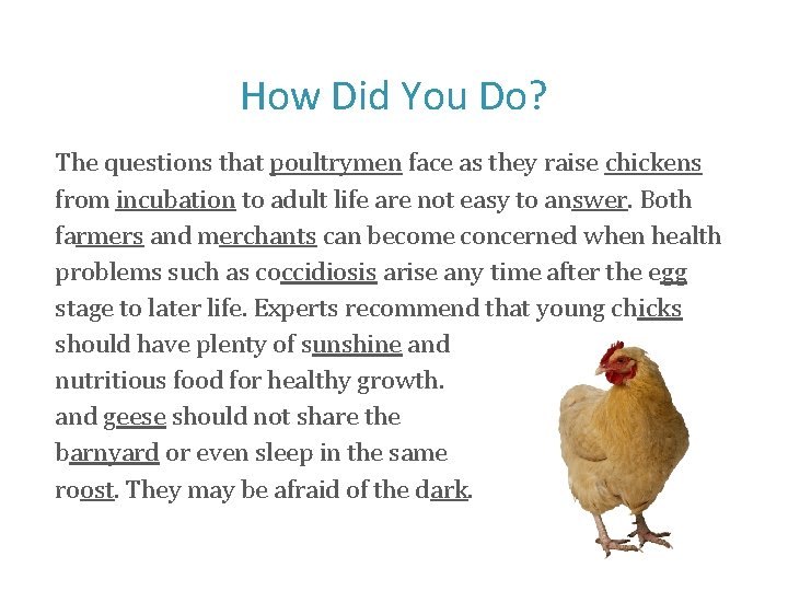 How Did You Do? The questions that poultrymen face as they raise chickens from