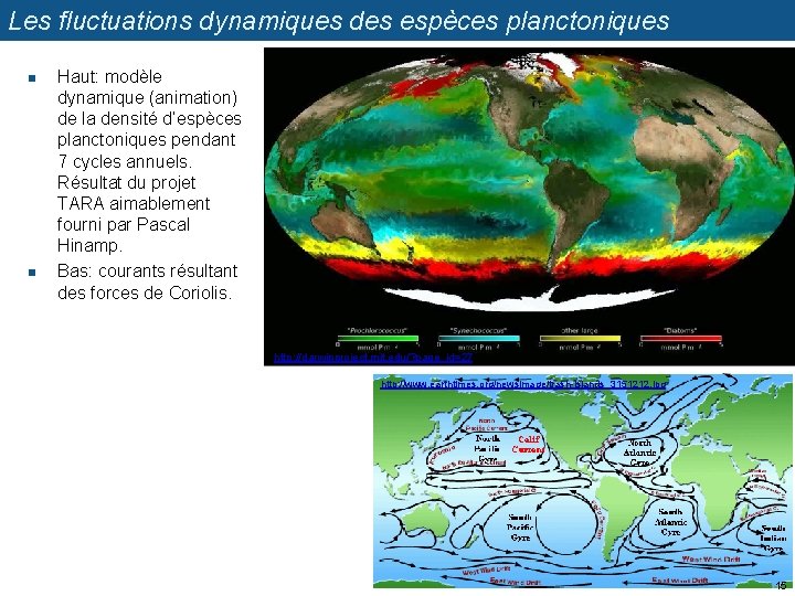 Les fluctuations dynamiques des espèces planctoniques n n Haut: modèle dynamique (animation) de la