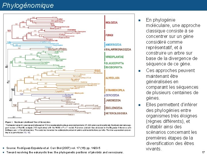 Phylogénomique n n n Source: Rodríguez-Ezpeleta et al. Curr Biol (2007) vol. 17 (16)