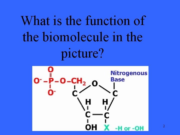 What is the function of the biomolecule in the picture? 2 