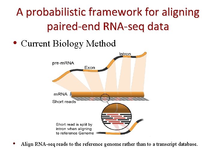 A probabilistic framework for aligning paired-end RNA-seq data • Current Biology Method • Align
