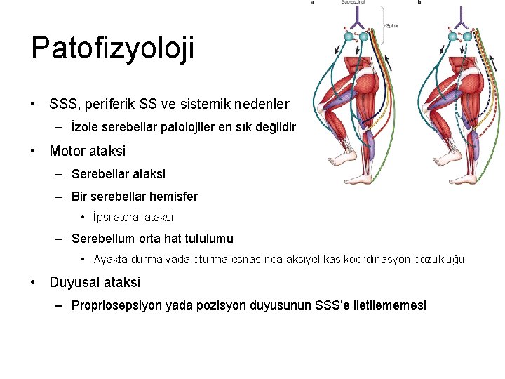 Patofizyoloji • SSS, periferik SS ve sistemik nedenler – İzole serebellar patolojiler en sık