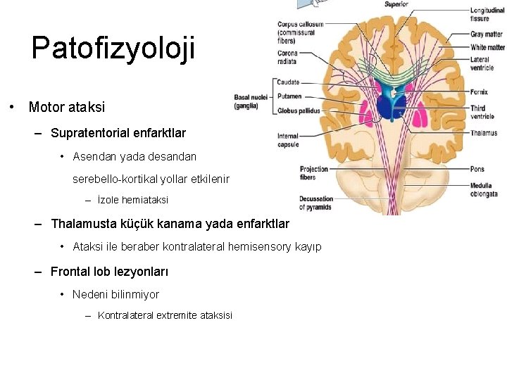 Patofizyoloji • Motor ataksi – Supratentorial enfarktlar • Asendan yada desandan serebello-kortikal yollar etkilenir