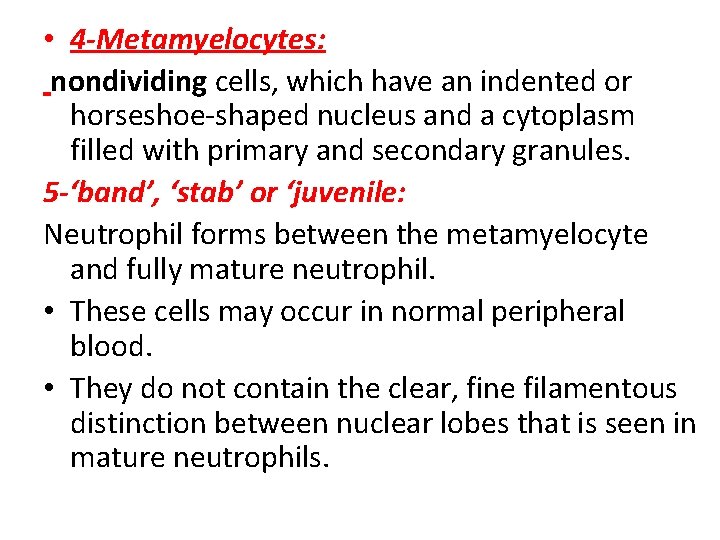  • 4 -Metamyelocytes: nondividing cells, which have an indented or horseshoe‐shaped nucleus and