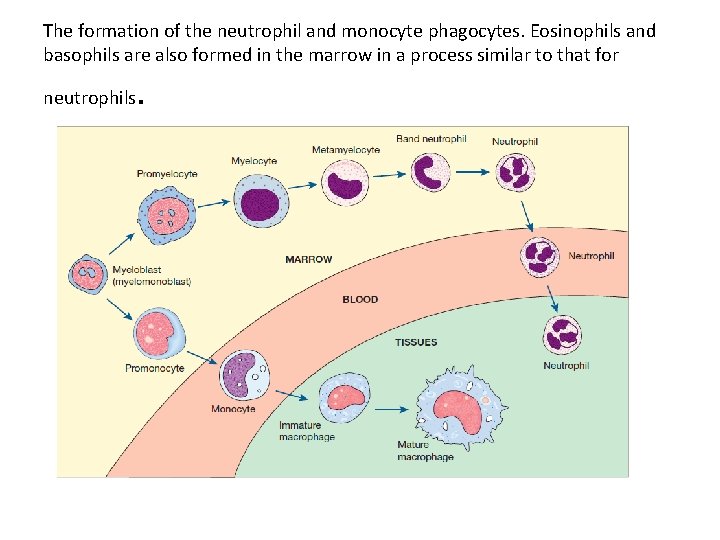 The formation of the neutrophil and monocyte phagocytes. Eosinophils and basophils are also formed