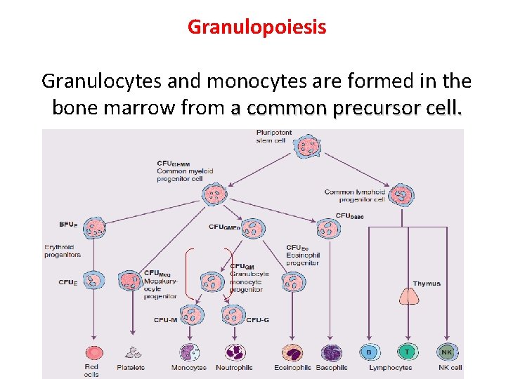 Granulopoiesis Granulocytes and monocytes are formed in the bone marrow from a common precursor