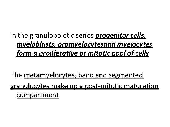In the granulopoietic series progenitor cells, myeloblasts, promyelocytesand myelocytes form a proliferative or mitotic