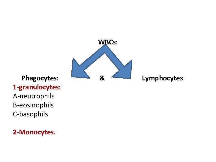 WBCs: Phagocytes: 1 -granulocytes: A‐neutrophils B‐eosinophils C‐basophils 2 -Monocytes. & Lymphocytes 