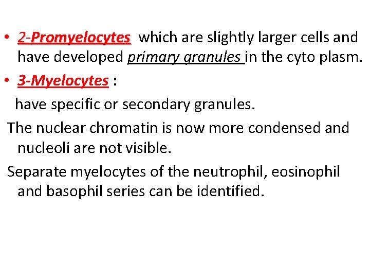  • 2 -Promyelocytes which are slightly larger cells and have developed primary granules