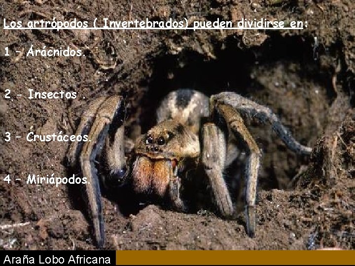 Los artrópodos ( Invertebrados) pueden dividirse en: 1 – Arácnidos. 2 - Insectos. 3