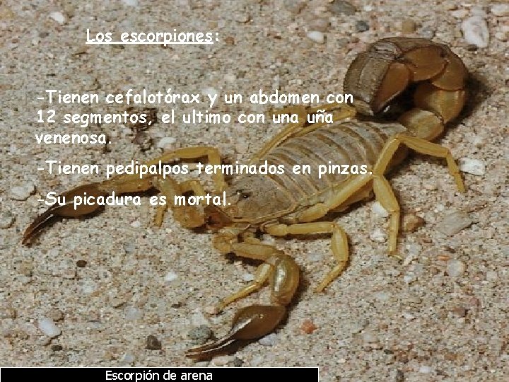 Los escorpiones: -Tienen cefalotórax y un abdomen con 12 segmentos, el ultimo con una