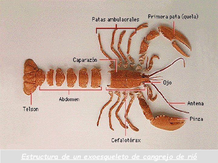 Estructura de un exoesqueleto de cangrejo de rió 