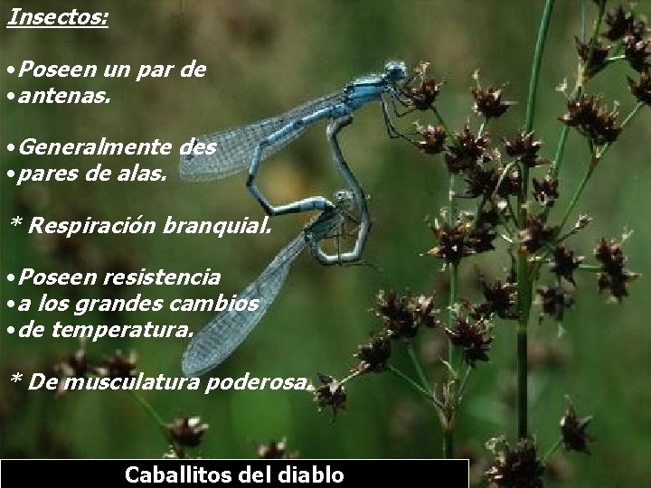 Insectos: • Poseen un par de • antenas. • Generalmente des • pares de